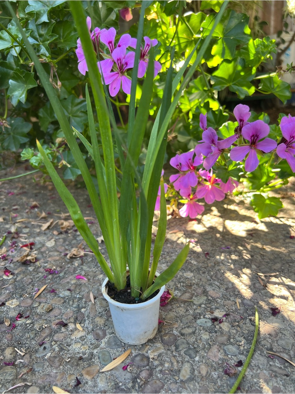 3 Rooted Fortnight Lily African Iris In One Pot